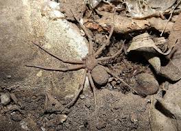 Горный паук Euophrys omnisuperstes на скале